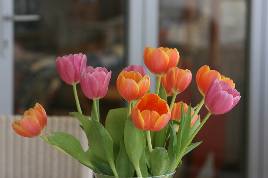 The Boatshed Tulips In Bloom
